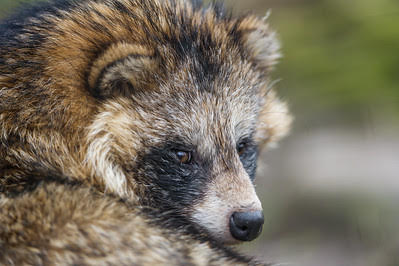 Raccoon dog