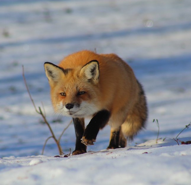 Red fox