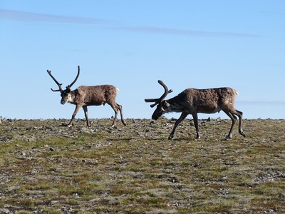 Two reindeer