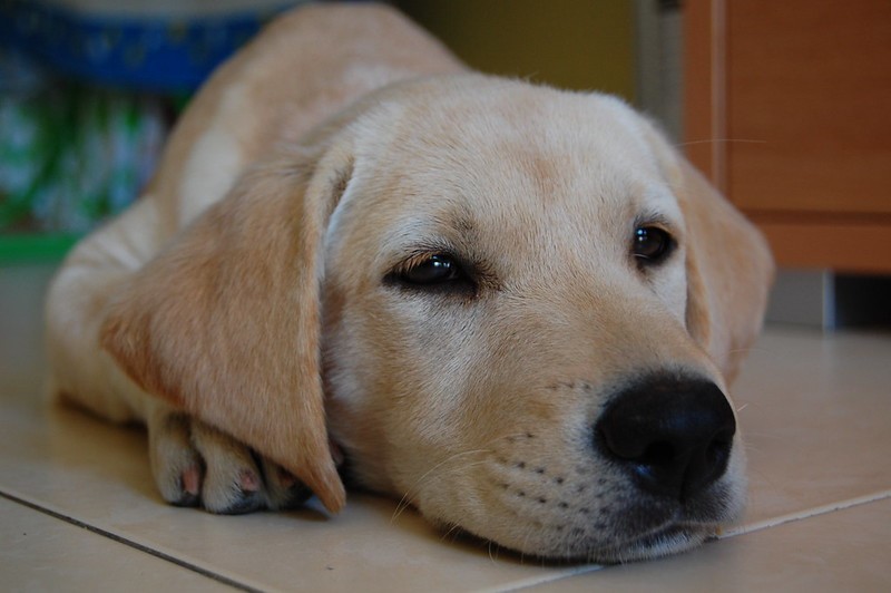 Golden retriever on tile floor