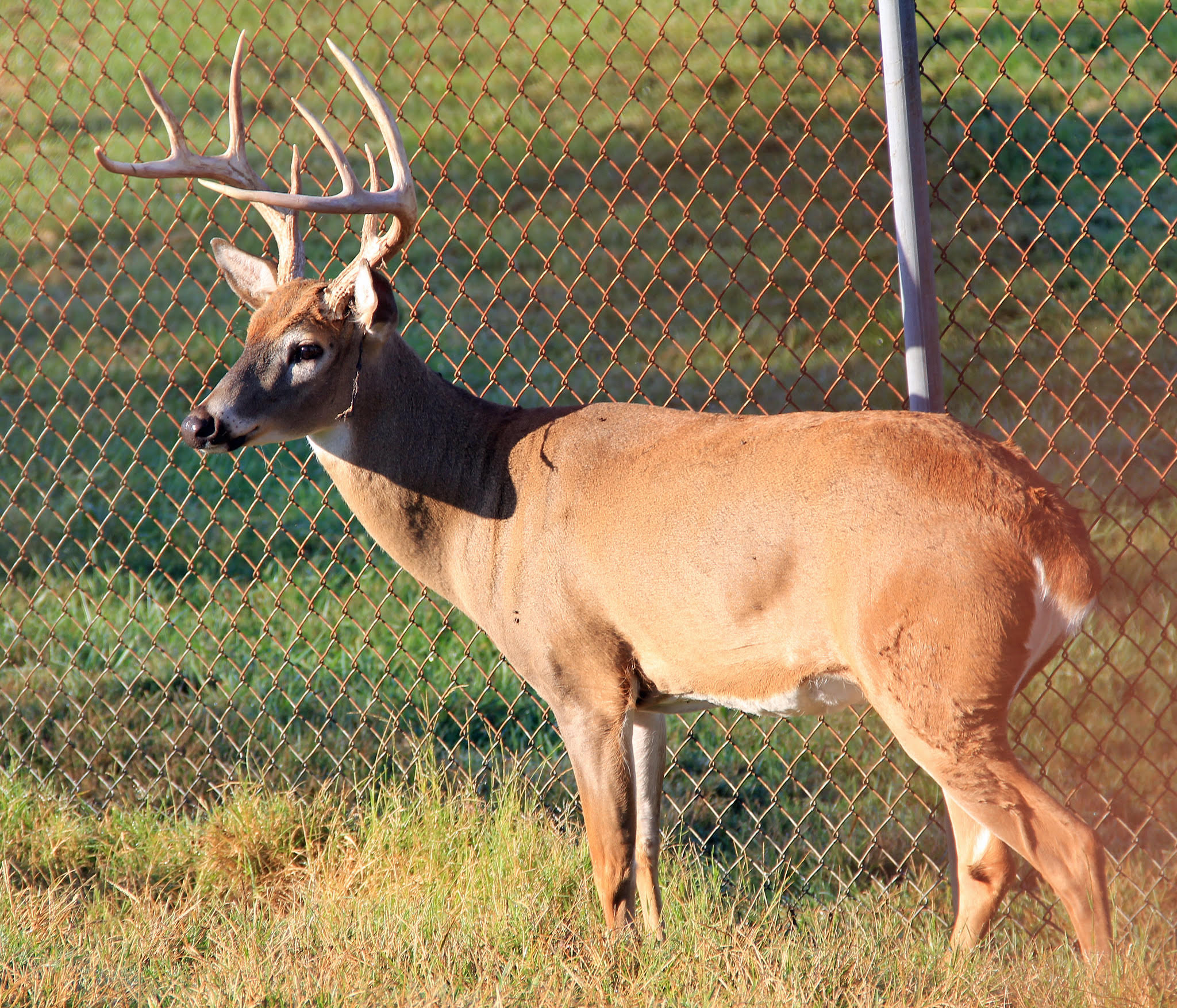 White-tailed buck