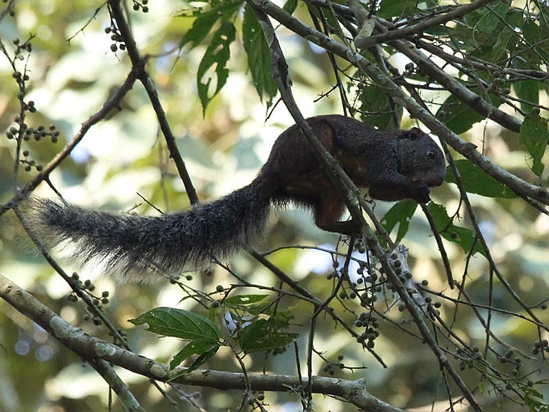 Fire-footed rope squirrel