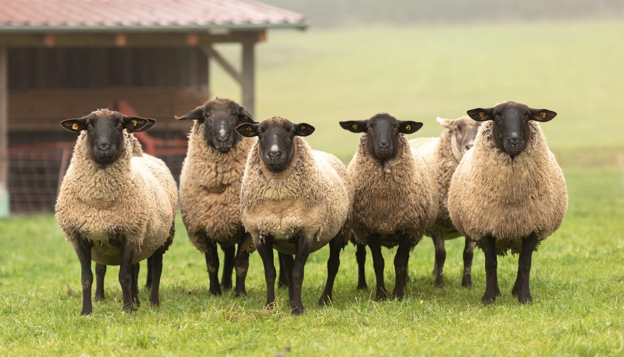 A row of five sheep