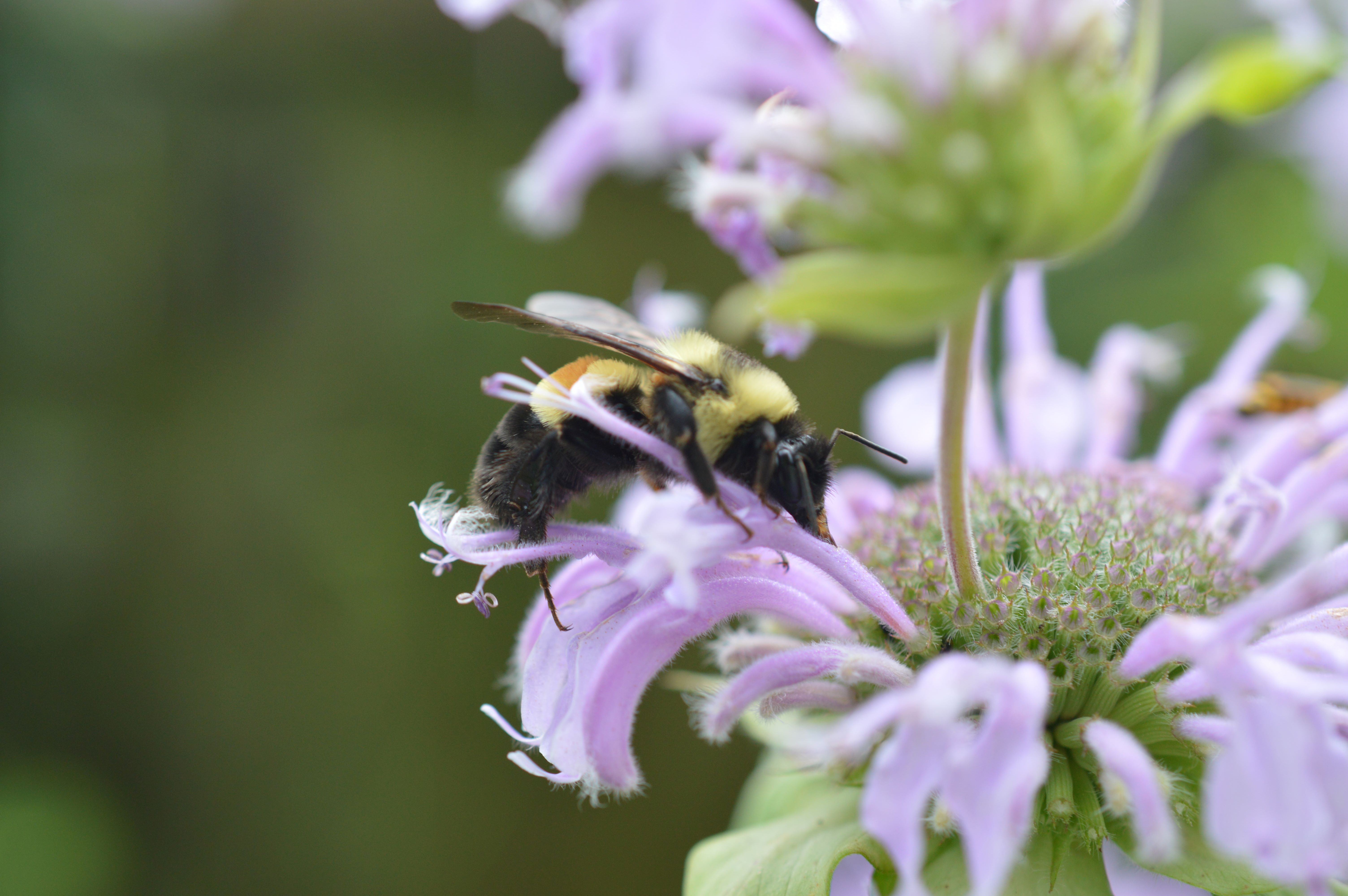 rusty patched bumble bee