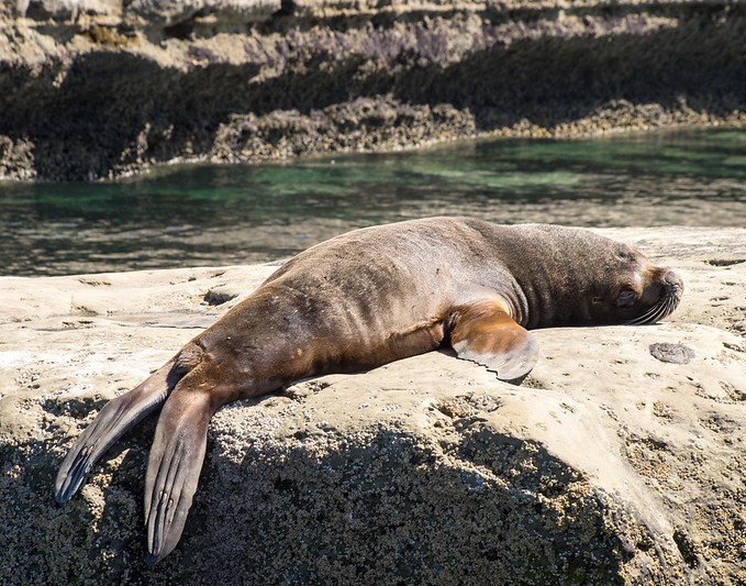 Sea lion on rocks