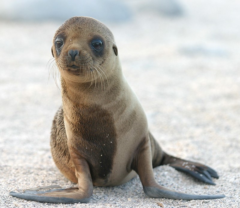 Sea lion pup