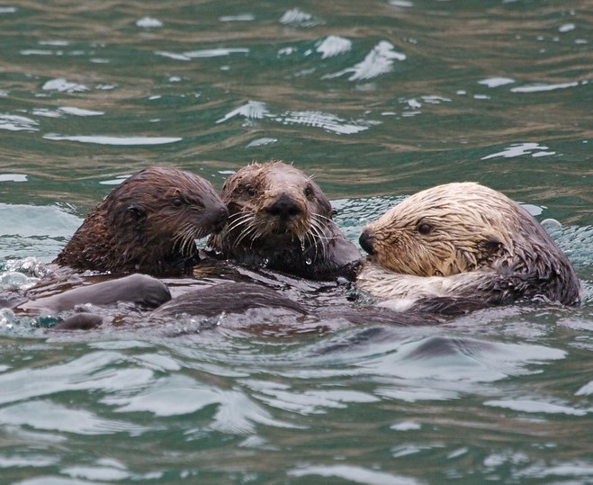Sea otters