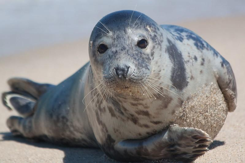 Seal on beach