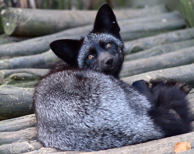 Silver fox