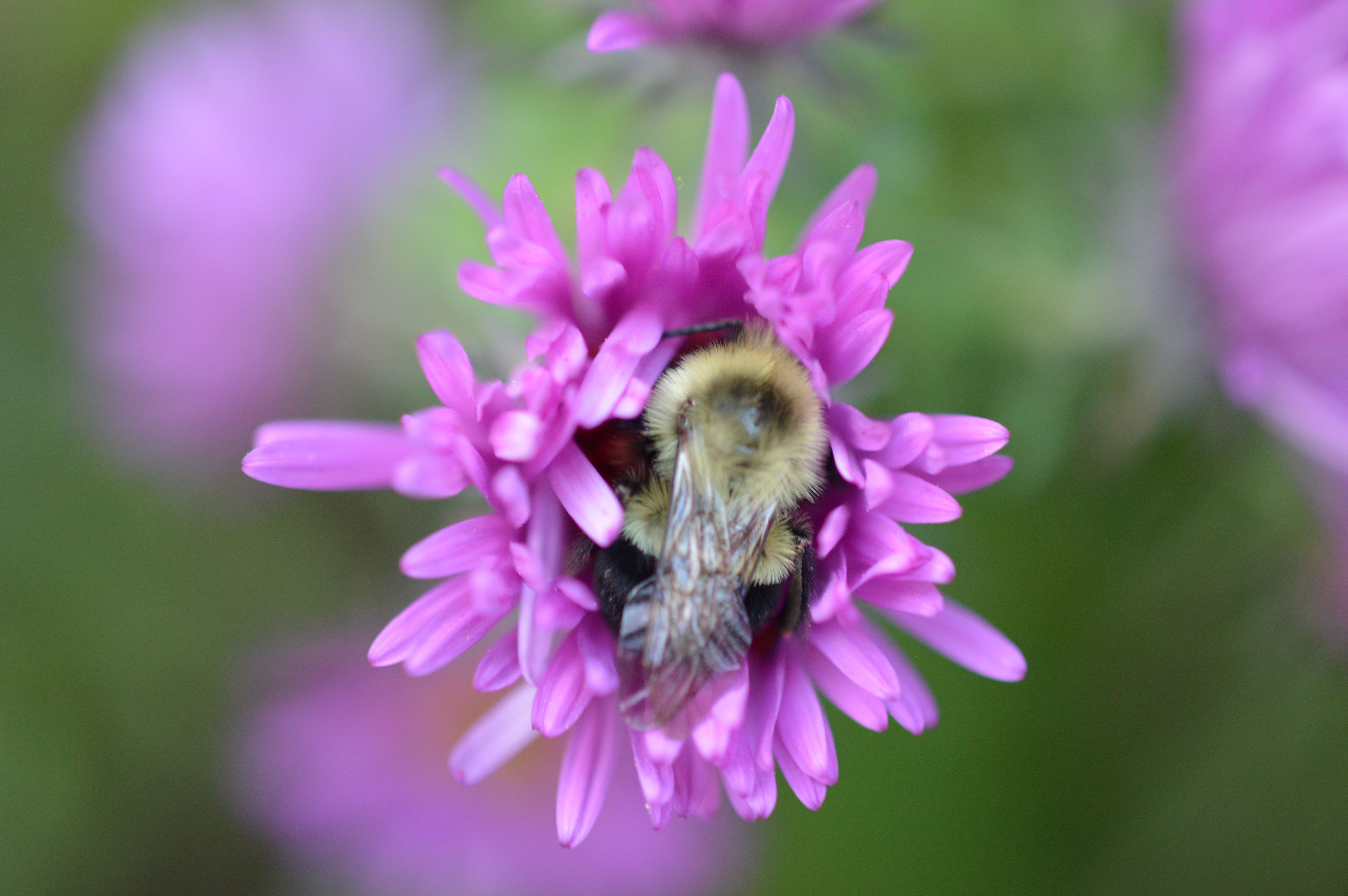 sleeping bumble bee