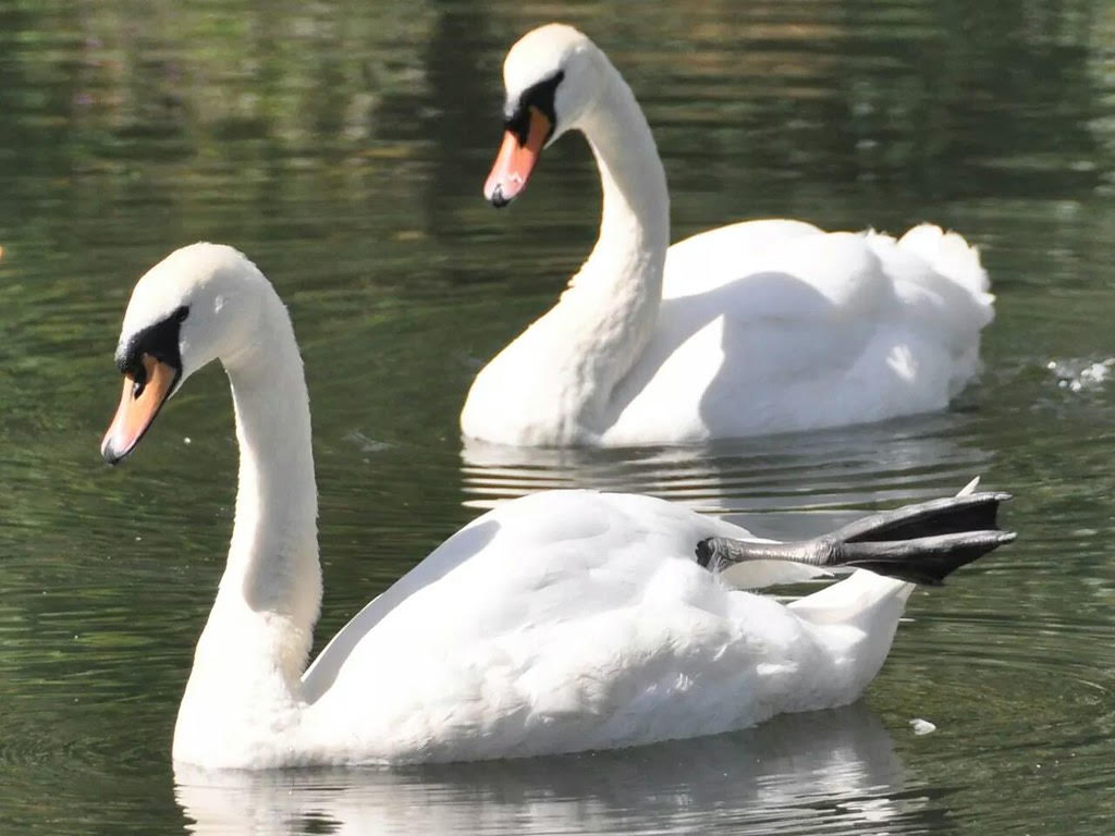 Two swans swimming
