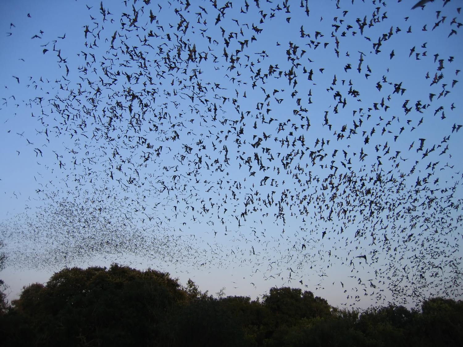 Bats in night sky