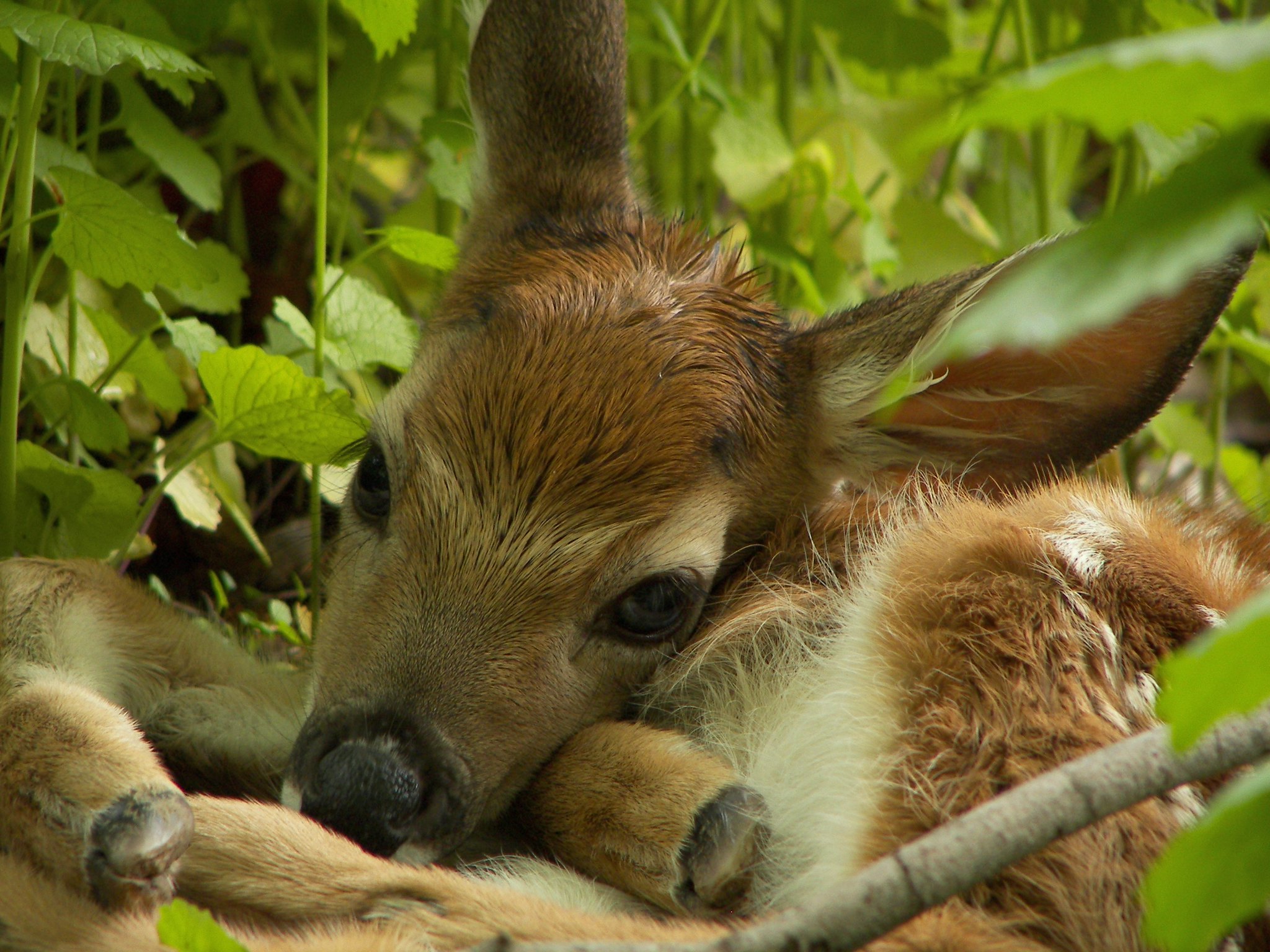 Newborn fawn