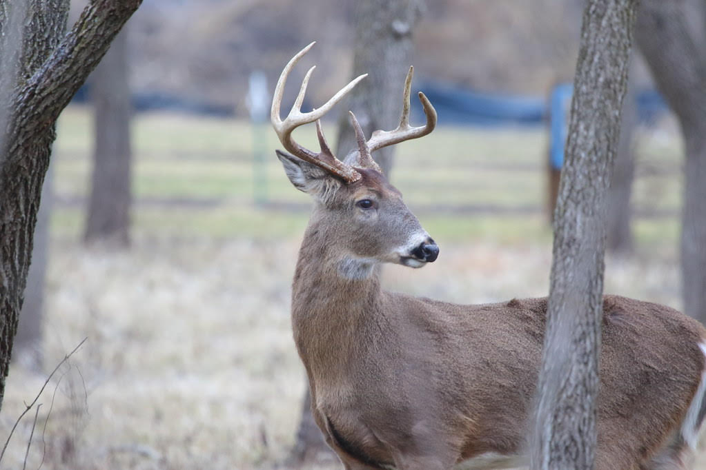 White-tailed buck in woods