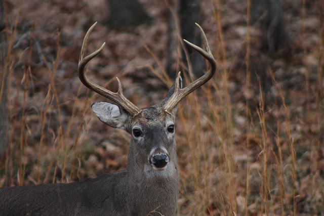 White-tailed buck