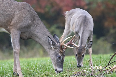 Two deer eating plants