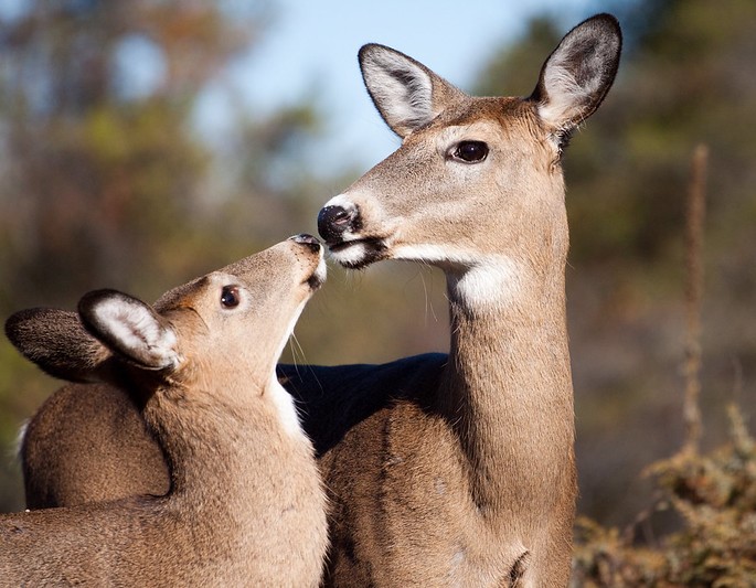 Two deer nose to nose