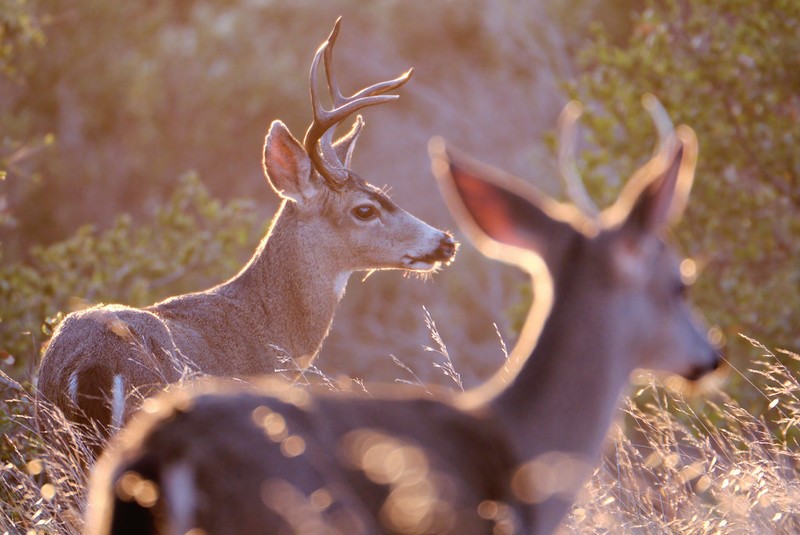 Two mule deer bucks