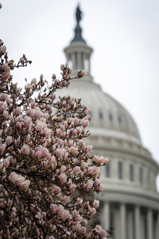 US Capitol and blossoms