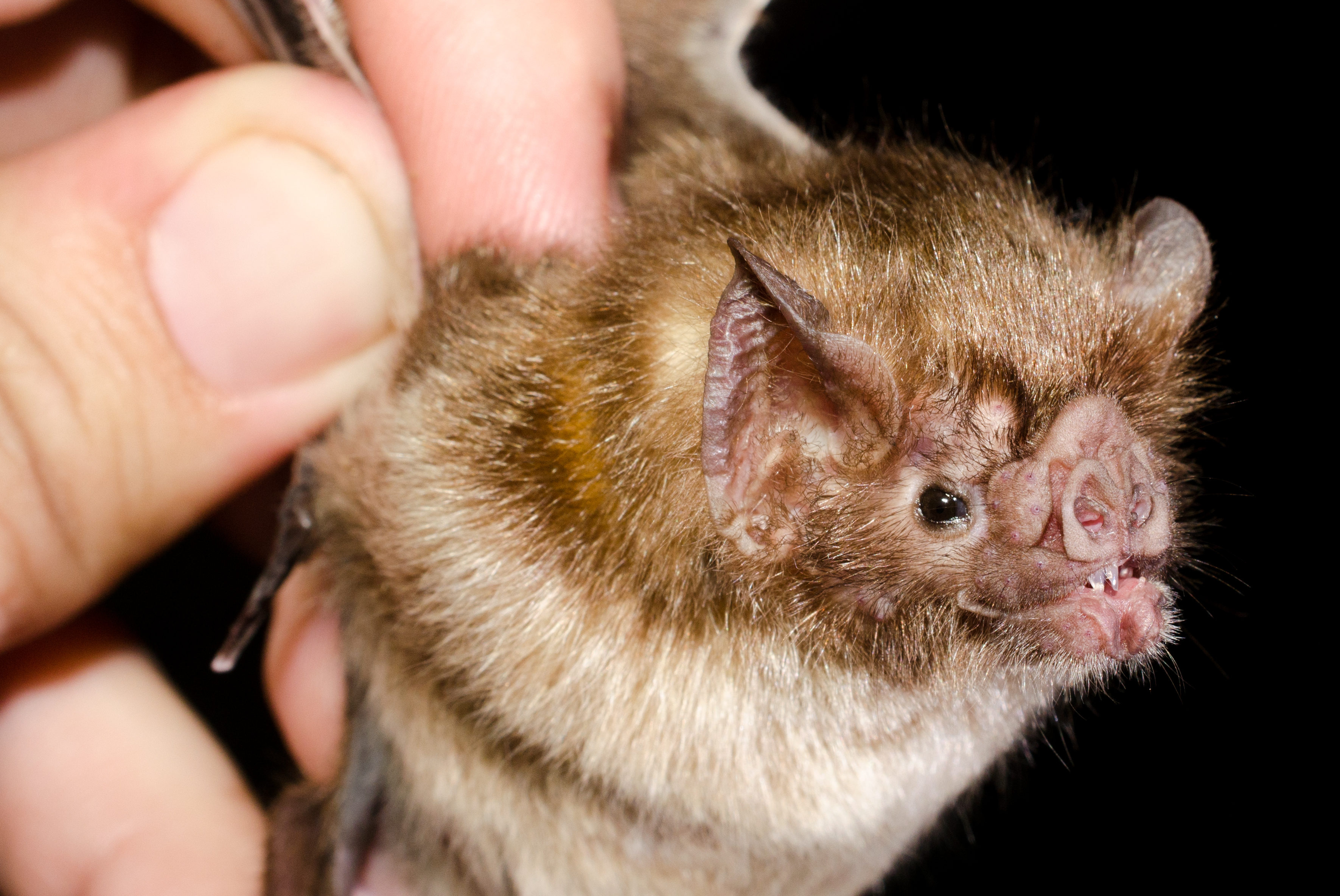 Vampire bat
