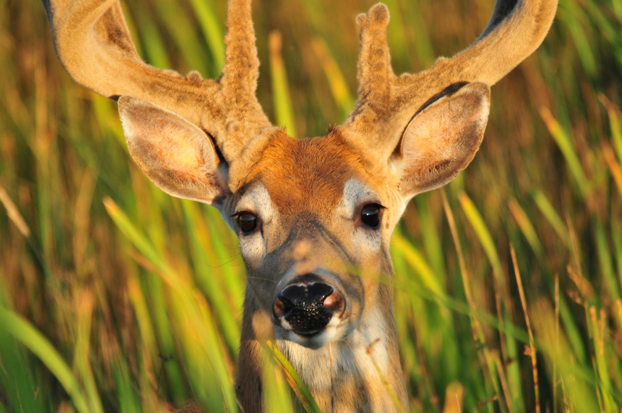 White-tailed buck