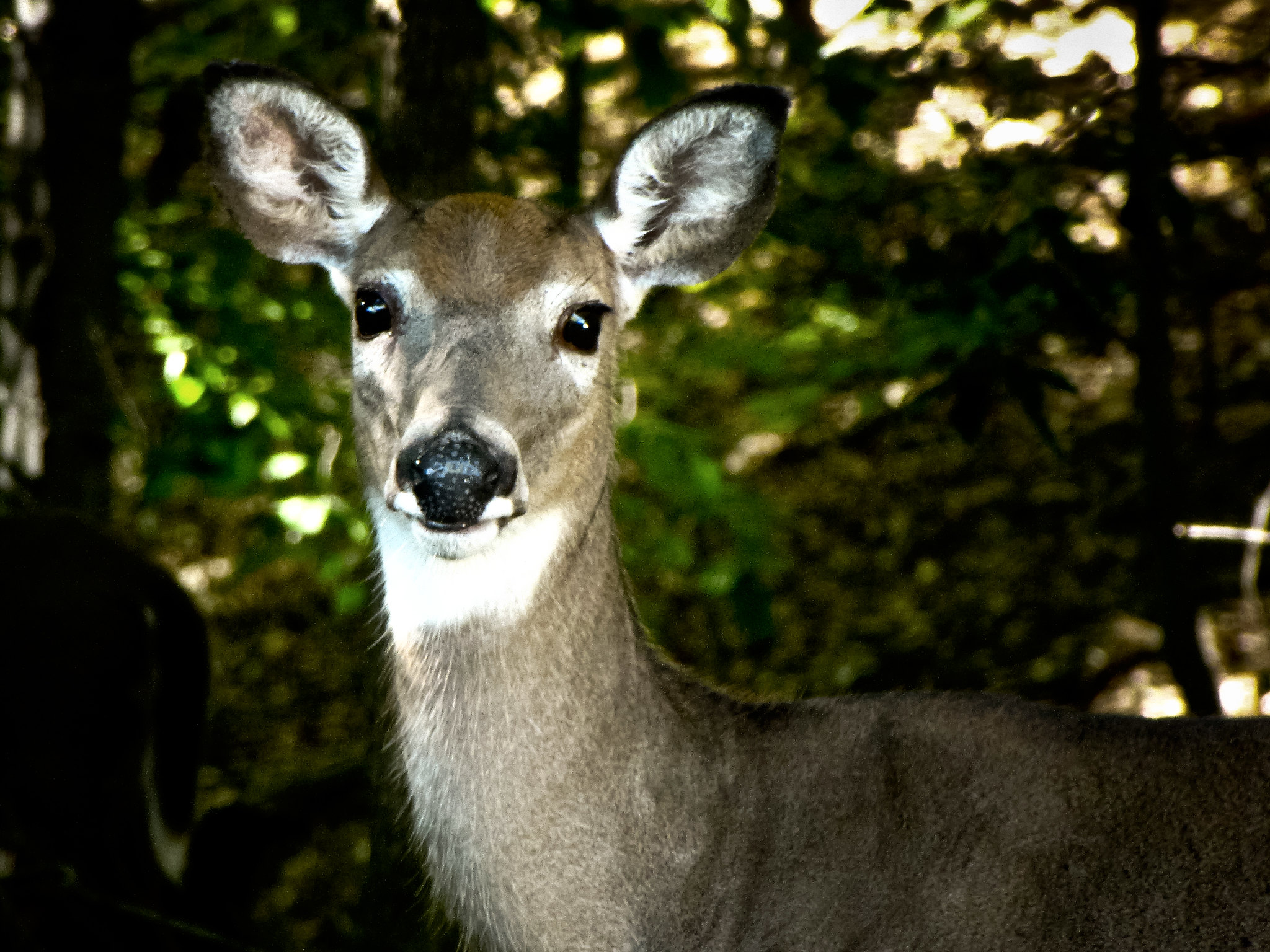 White-tailed doe