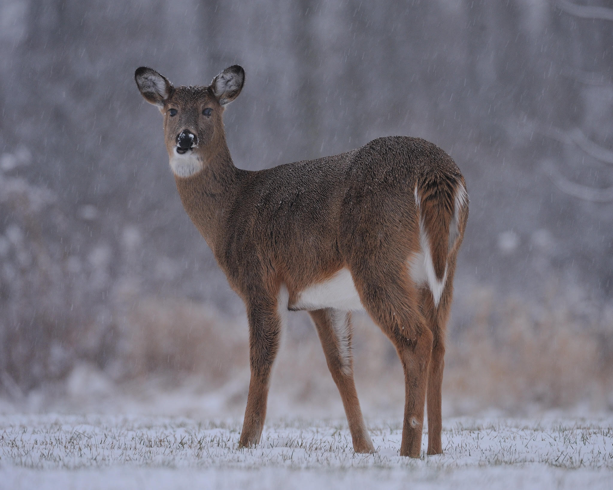 White-tailed doe in winter