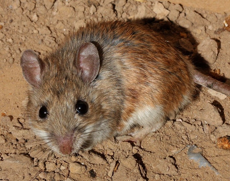 White-footed mouse