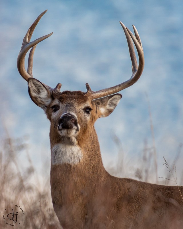 White-tailed buck