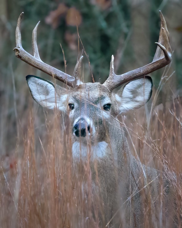 White-tailed deer