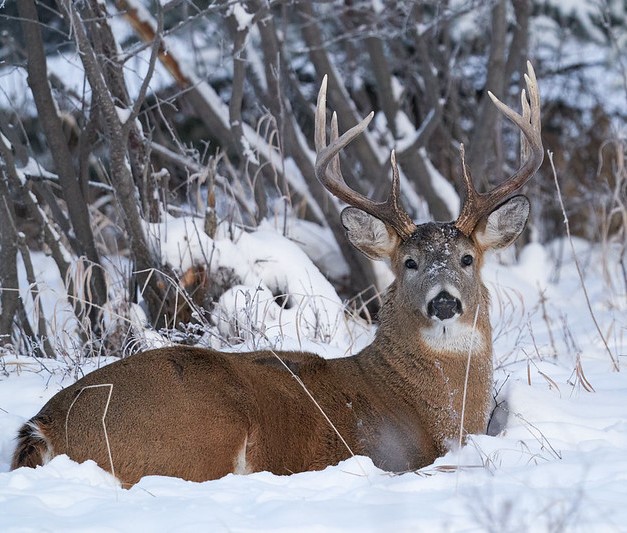 White-tailed buck