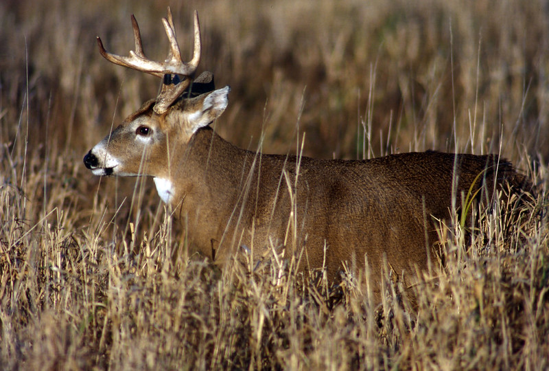 white-tailed buck