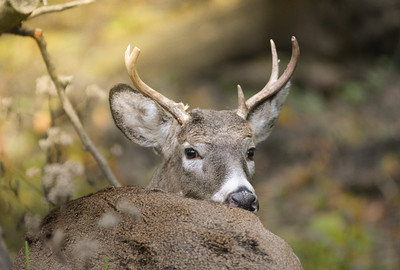 White-tailed deer buck