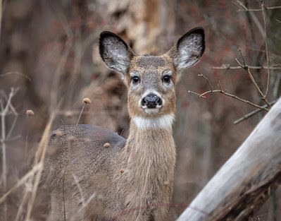 White-tailed deer in field