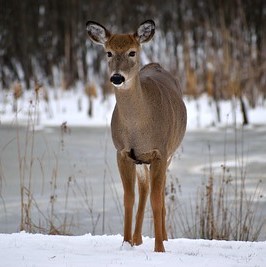 white-tailed doe