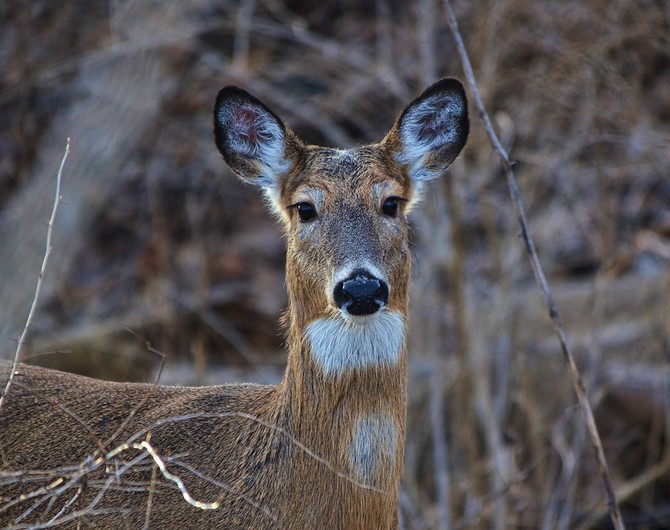 doe