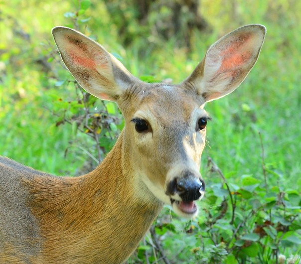 White-tailed doe