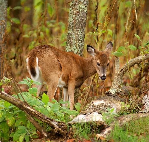 White-tailed doe