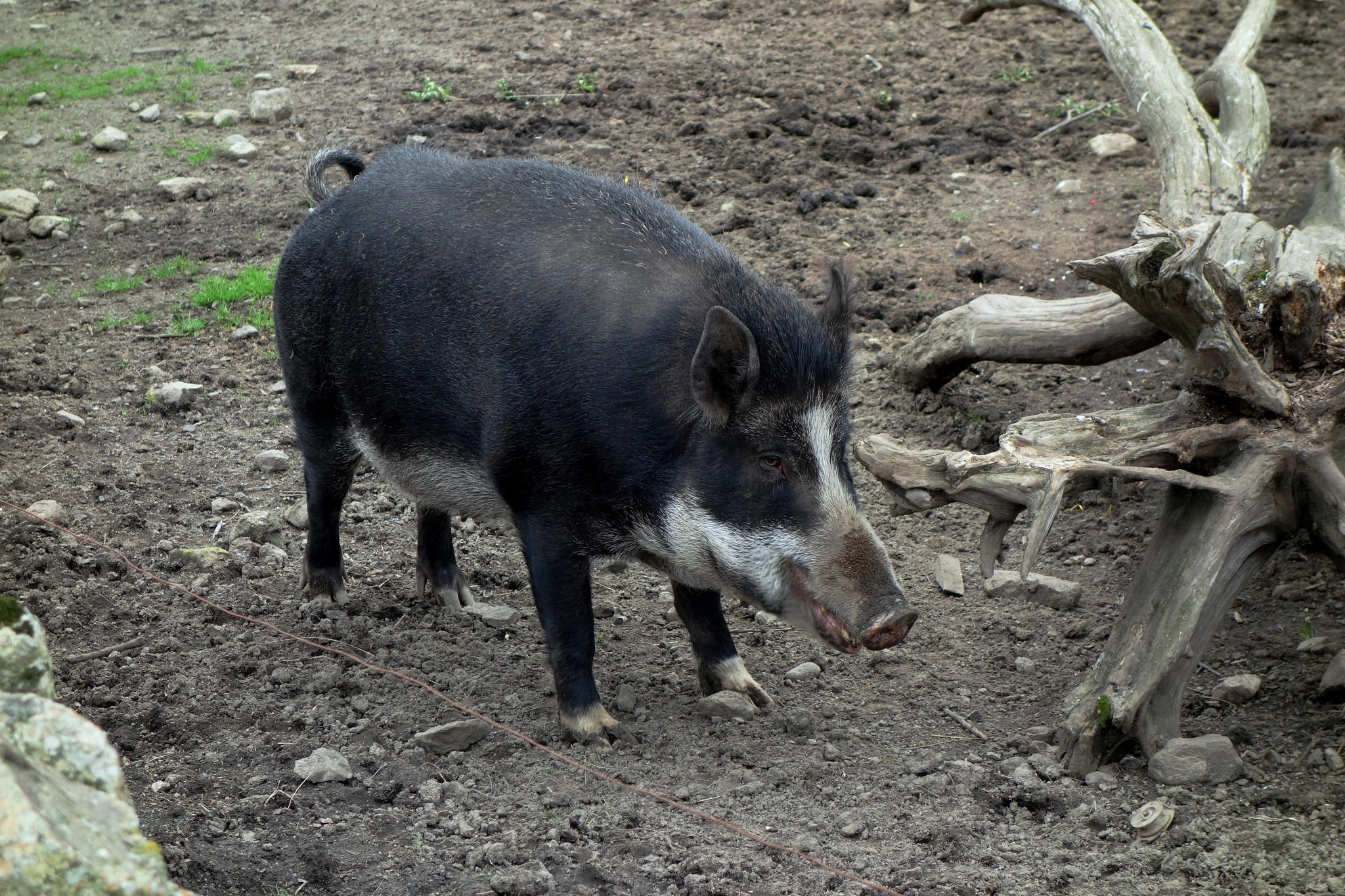 Wild boar