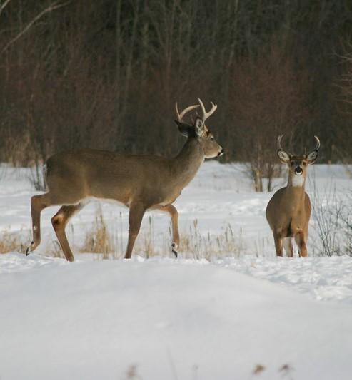 Wild deer in snow