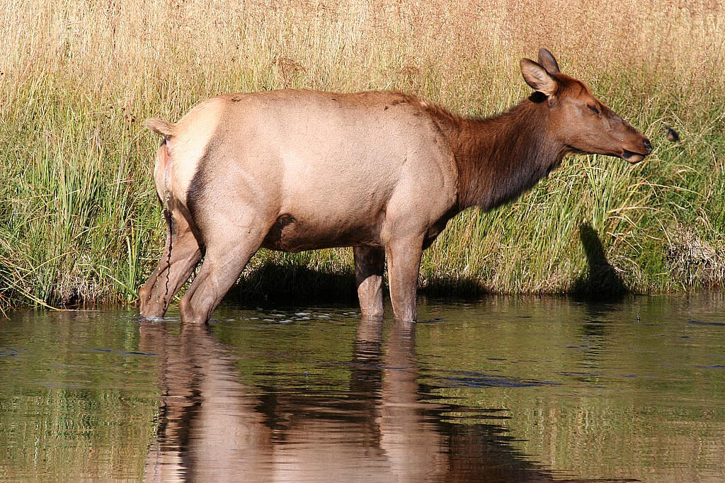 Elk cow