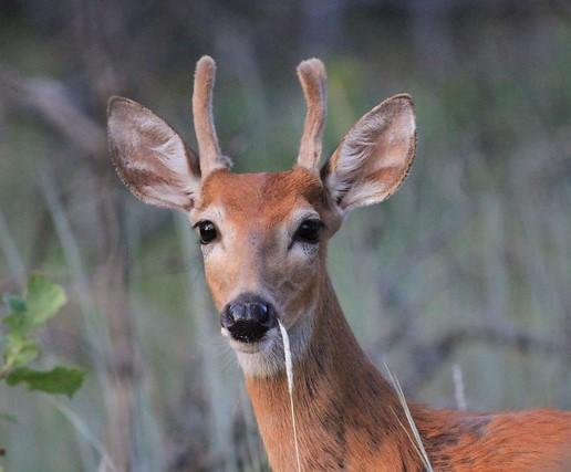 Young white-tailed deer