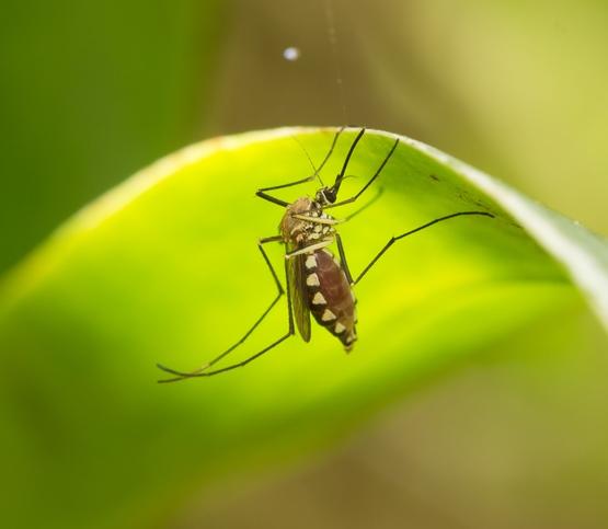 dengue Aedes