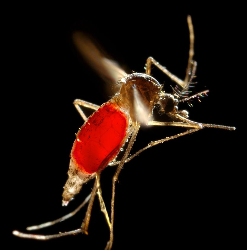 Aedes mosquito