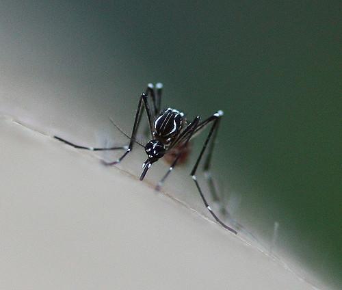 aedes mosquito