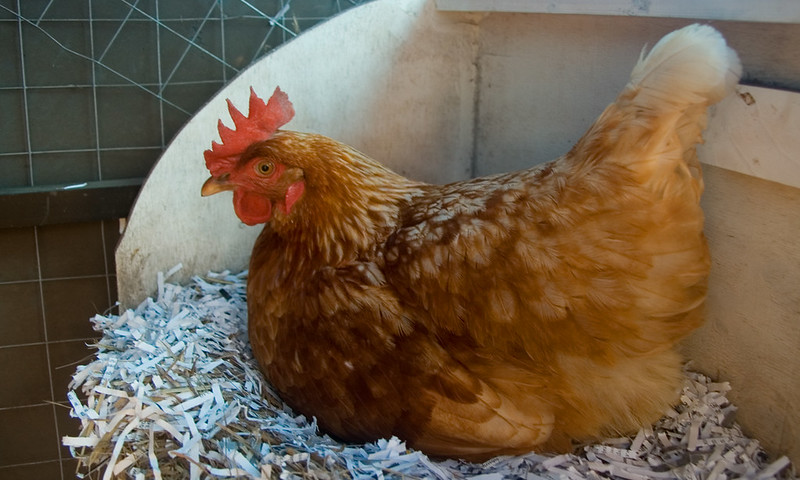backyard chicken