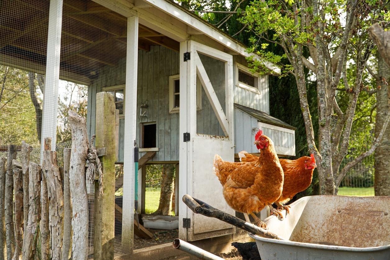 backyard coop