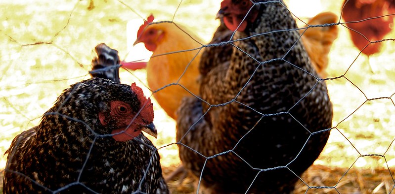 backyard poultry