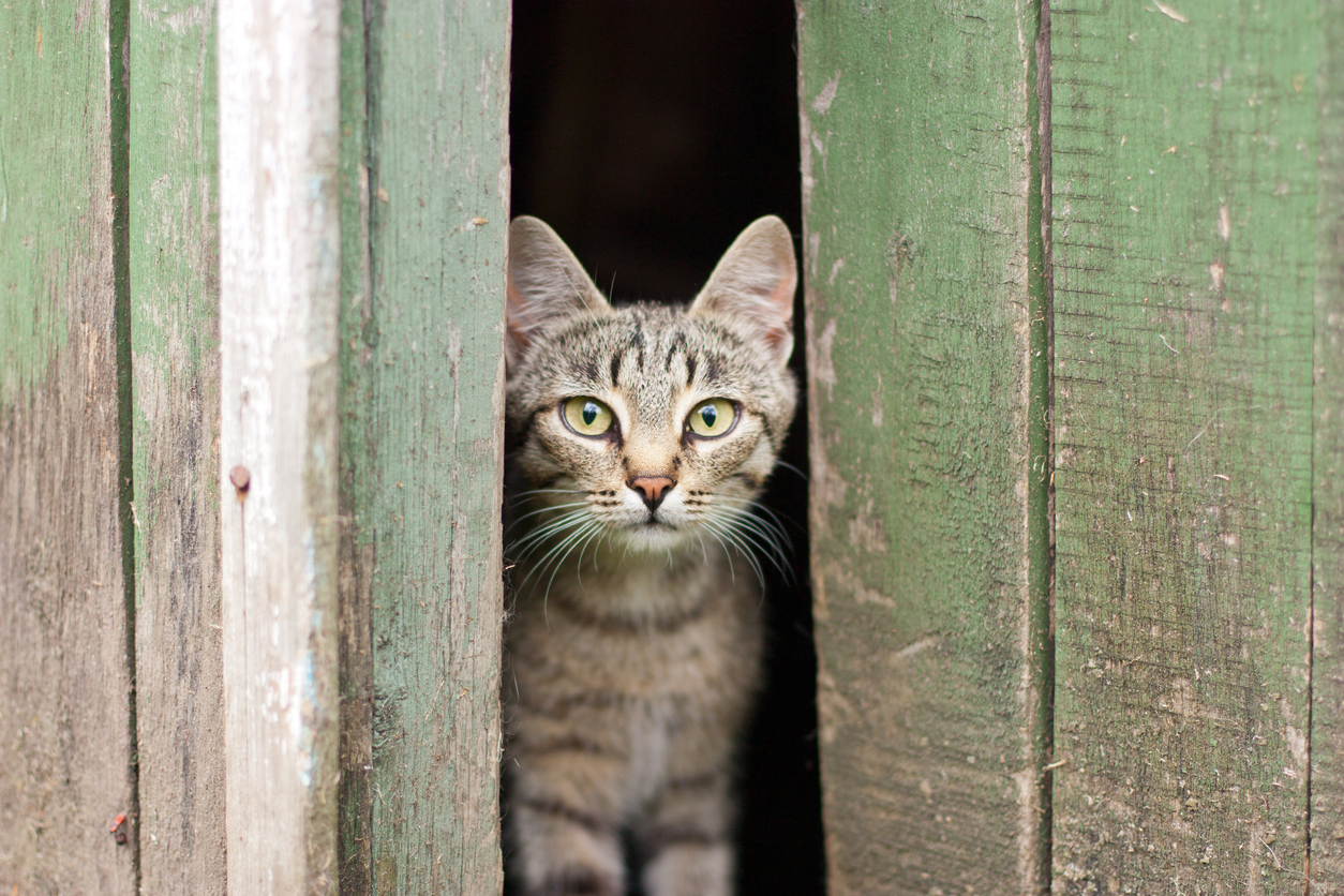 barn cat