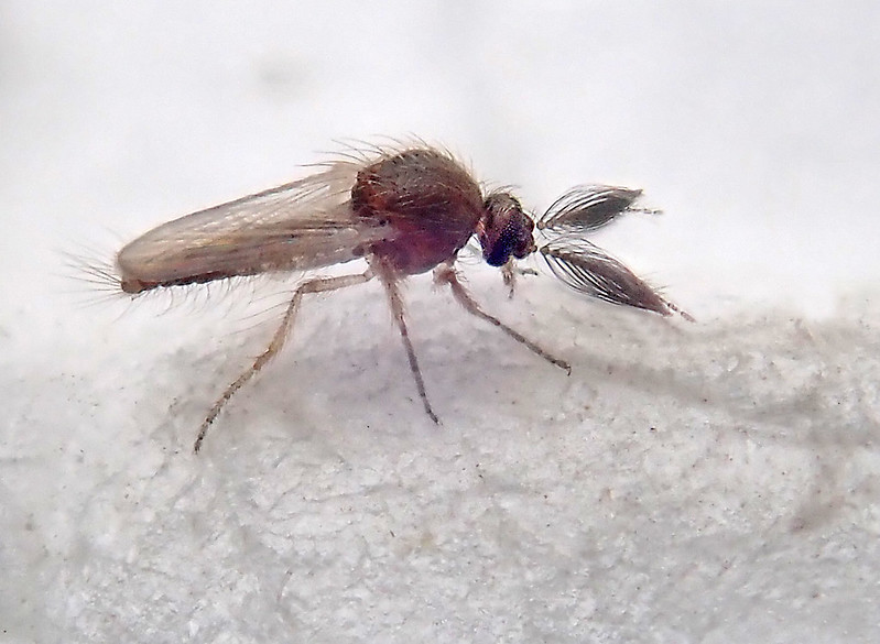 biting midge